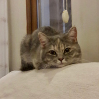 British Shorthair, Kedi  Mia fotoğrafı