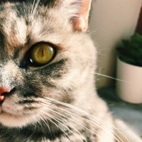 British Shorthair, Kedi  Mia fotoğrafı
