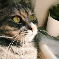British Shorthair, Kedi  Mia fotoğrafı