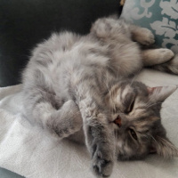 British Shorthair, Kedi  Mia fotoğrafı