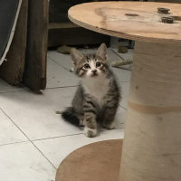 Tekir Kedi, Kedi  8 haftalık yavruya yuva arıyoruz (eskişehir) fotoğrafı