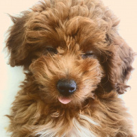 Poodle(Standart Kaniş), Köpek  Blue fotoğrafı