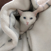 Ankara Kedisi, Kedi  Bulut fotoğrafı