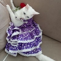 Ankara Kedisi, Kedi  Bulut fotoğrafı