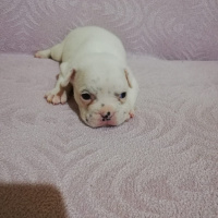 Fransız Bulldog, Köpek  bulut fotoğrafı