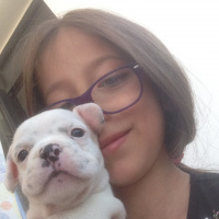 Fransız Bulldog, Köpek  bulut fotoğrafı