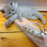 British Shorthair, Kedi  Lili fotoğrafı
