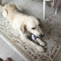 Golden Retriever, Köpek  Bobi fotoğrafı