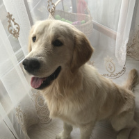 Golden Retriever, Köpek  Bobi fotoğrafı