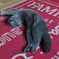 Scottish Fold, Kedi  Duman fotoğrafı
