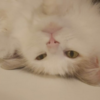 Tekir Kedi, Kedi  Luna fotoğrafı