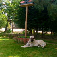 Kangal, Köpek  Duman fotoğrafı