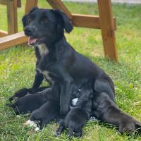 Labrador Retriever, Köpek  Gofret fotoğrafı