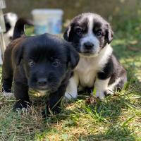 Labrador Retriever, Köpek  Gofret fotoğrafı