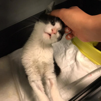 Tuxedo (Smokin) Kedi, Kedi  Köfte fotoğrafı