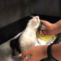 Tuxedo (Smokin) Kedi, Kedi  Köfte fotoğrafı