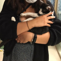 Tuxedo (Smokin) Kedi, Kedi  Köfte fotoğrafı