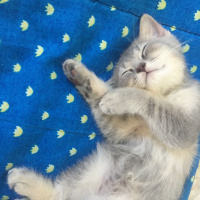 British Shorthair, Kedi  Leo fotoğrafı