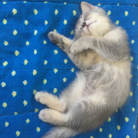 British Shorthair, Kedi  Leo fotoğrafı