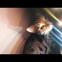 Tekir Kedi, Kedi  Duman fotoğrafı