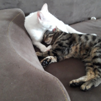 Tekir Kedi, Kedi  Duman fotoğrafı
