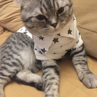 Scottish Fold, Kedi  Gölge fotoğrafı