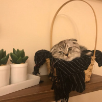 Scottish Fold, Kedi  Gölge fotoğrafı