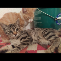 Tekir Kedi, Kedi  4 kedi fotoğrafı