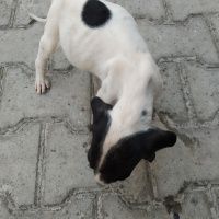 Pointer, Köpek  Şuan yok fotoğrafı