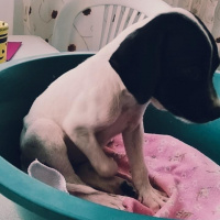 Pointer, Köpek  Şuan yok fotoğrafı