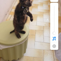 Tekir Kedi, Kedi  Kırçıl fotoğrafı