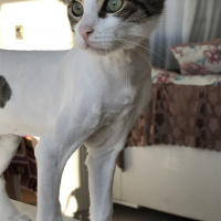Tekir Kedi, Kedi  Köpük fotoğrafı