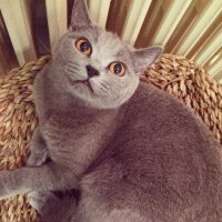 British Shorthair, Kedi  laydi.. fotoğrafı