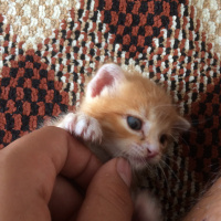 Soke, Kedi  Kimyonnuma Yuva aranıyor fotoğrafı