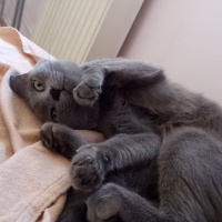 Mavi Rus, Kedi  Lili fotoğrafı