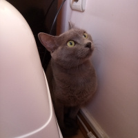 Mavi Rus, Kedi  Lili fotoğrafı