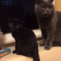 Scottish Fold, Kedi  nani fotoğrafı