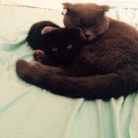 Scottish Fold, Kedi  nani fotoğrafı