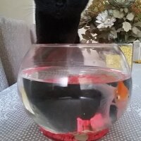 Scottish Fold, Kedi  nani fotoğrafı