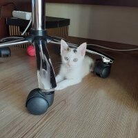 Tekir Kedi, Kedi  Bibi fotoğrafı