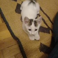 Tekir Kedi, Kedi  PAMUK fotoğrafı
