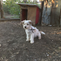 Maltese, Köpek  Bıdık fotoğrafı