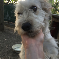 Maltese, Köpek  Bıdık fotoğrafı