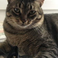 Tekir Kedi, Kedi  Rengar fotoğrafı