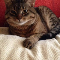 Tekir Kedi, Kedi  Rengar fotoğrafı