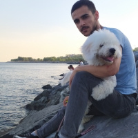 Maltese, Köpek  Yumak fotoğrafı