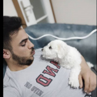 Maltese, Köpek  Yumak fotoğrafı