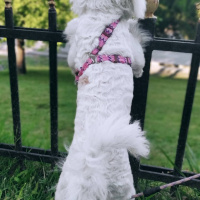 Maltese, Köpek  Yumak fotoğrafı