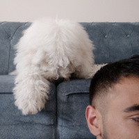 Maltese, Köpek  Yumak fotoğrafı