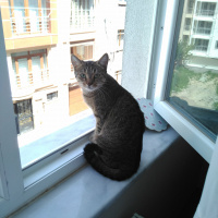 Tekir Kedi, Kedi  Duman fotoğrafı